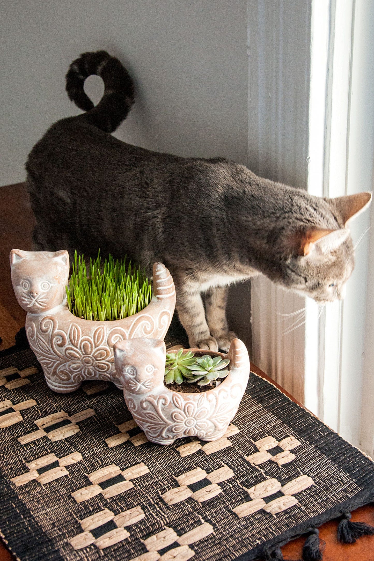 Planter cat whitewashed t-cotta 5Dx4.5H