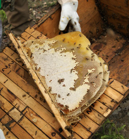 Dark Woodland Honey - Single Origin Raw Unrefined Honey