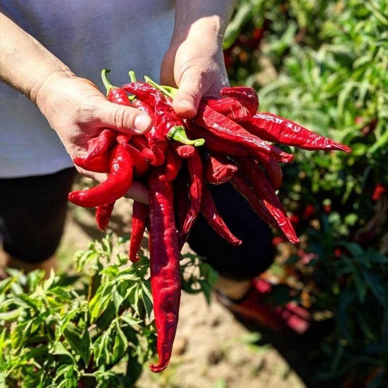Smoked Pimenton Paprika - Single Origin Spice & Seasoning