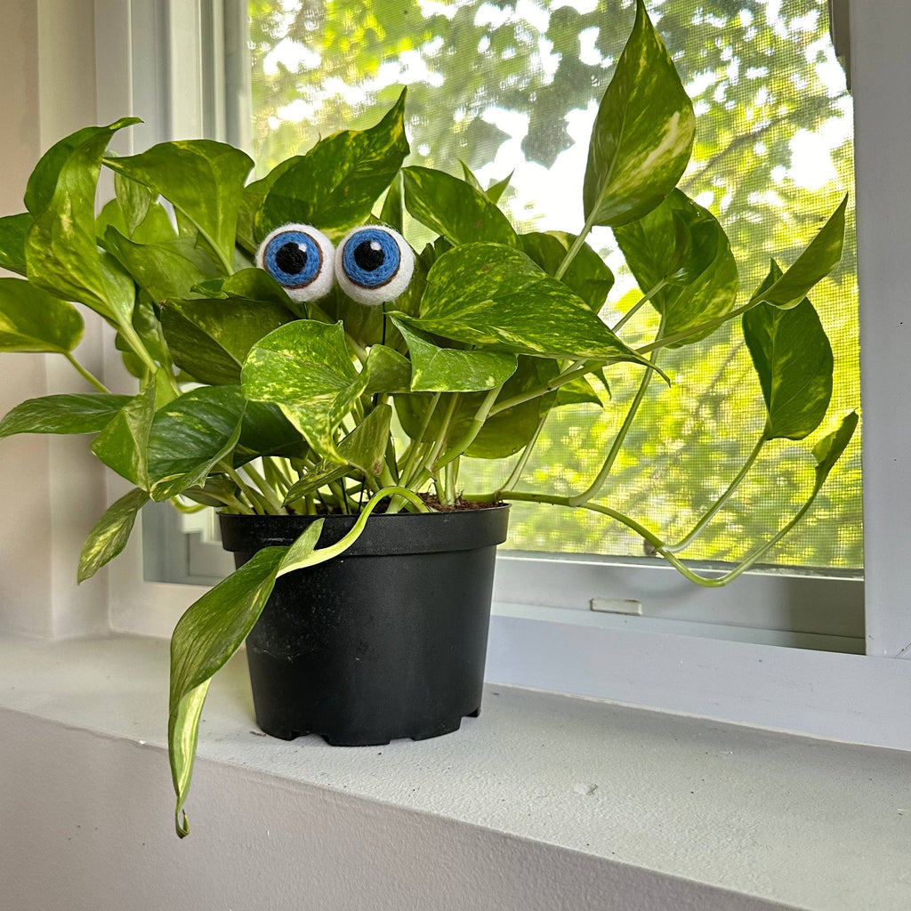 Felted Plant Eyeballs