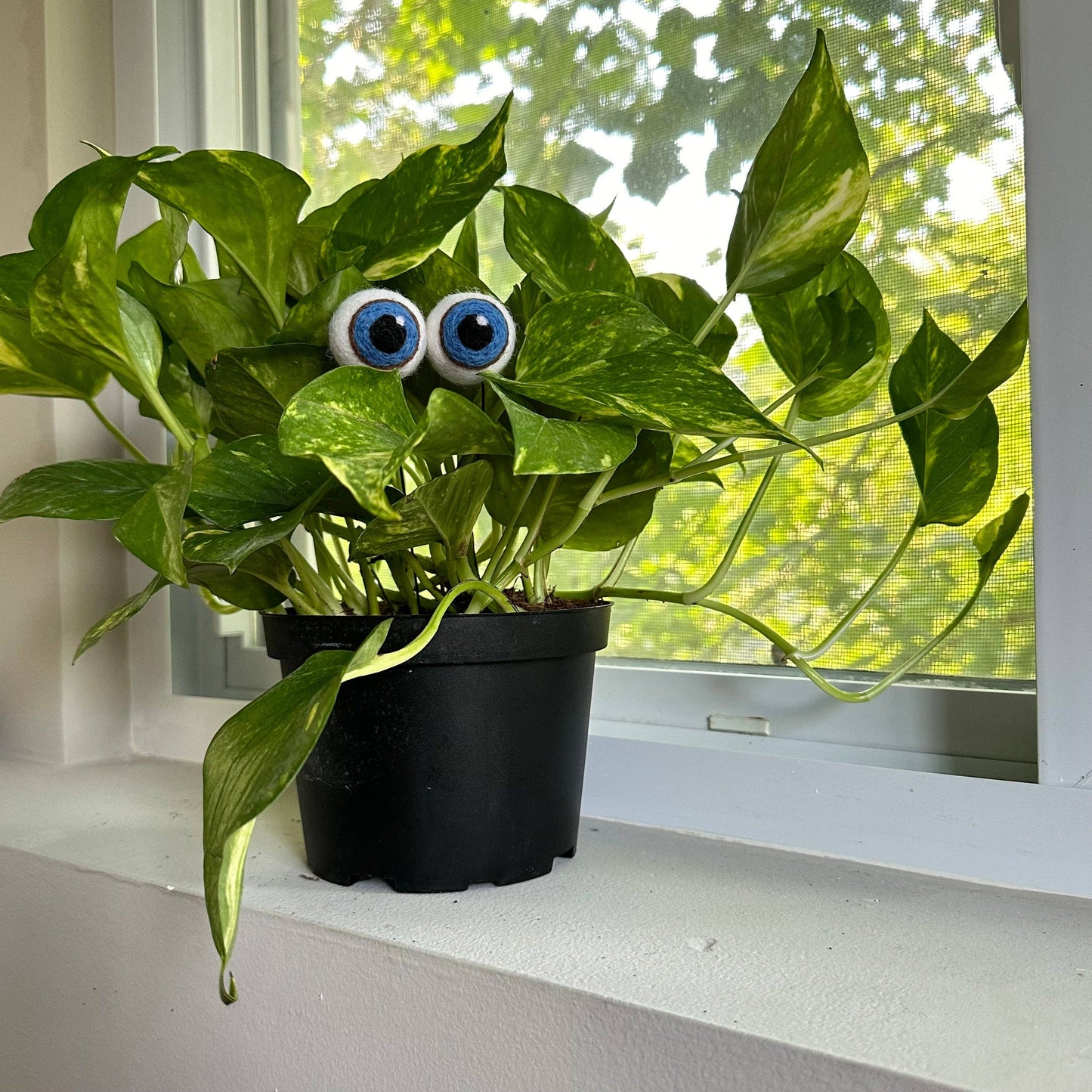 Felted Plant Eyeballs