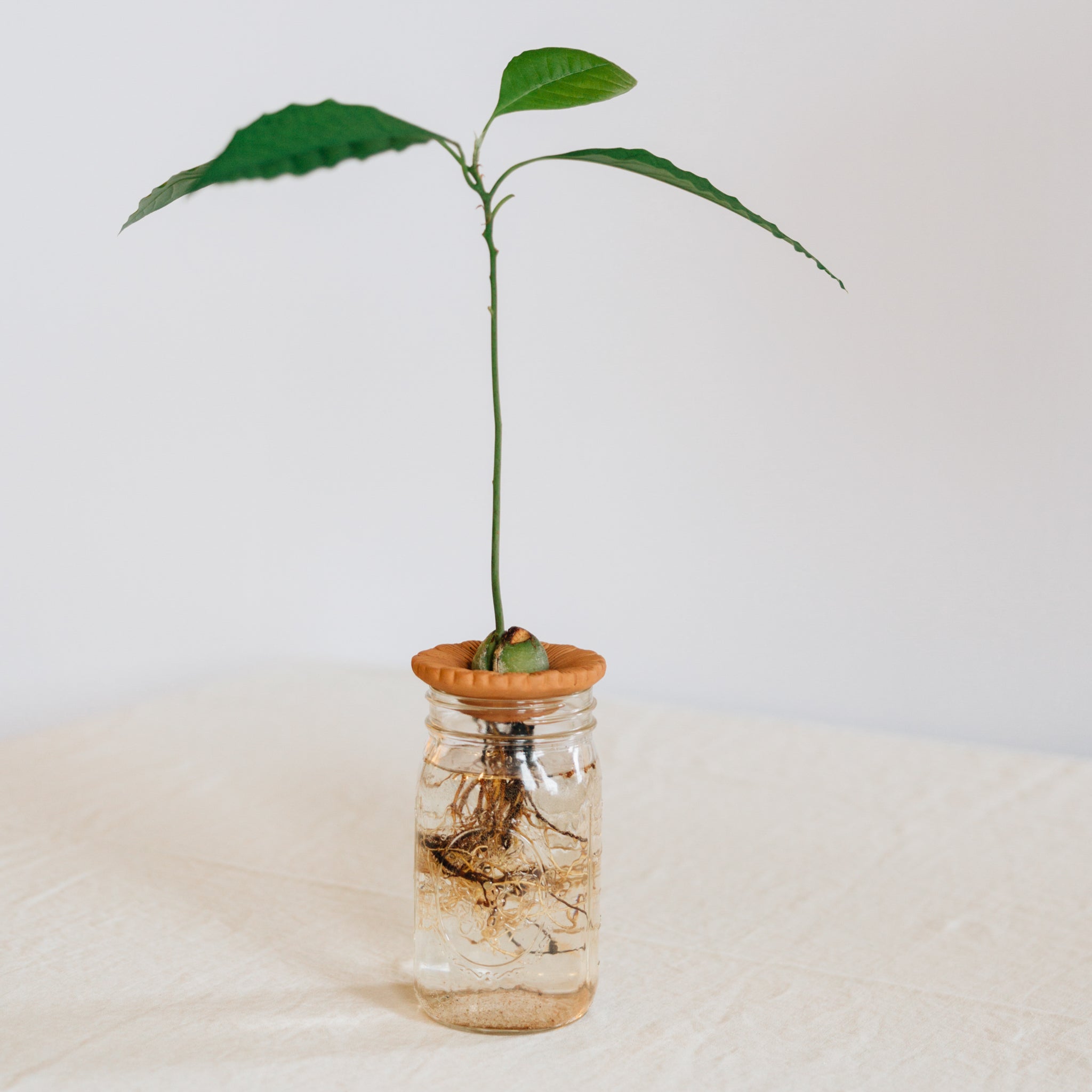 Seed sprouter/floral arranger s/2 t-cotta 4D nat