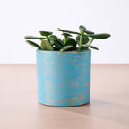 Chota Terracotta Mini Planter - Light Blue