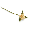 Dusty Light Yellow Flowers on Branch