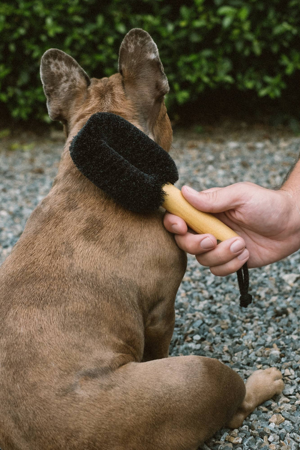 Wash & Groom Pet Brush