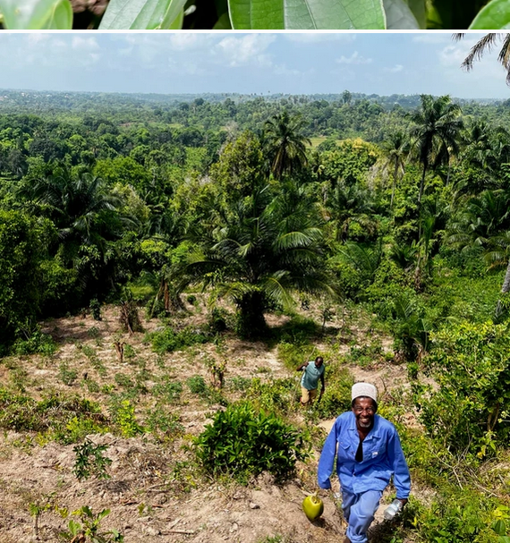 Chai - Single Origin Spice Blend