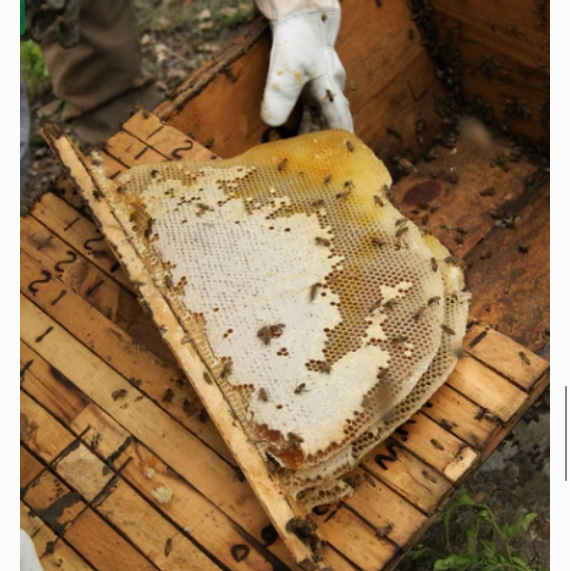 Smoked Woodland Honey - Single Origin Raw Unrefined Honey