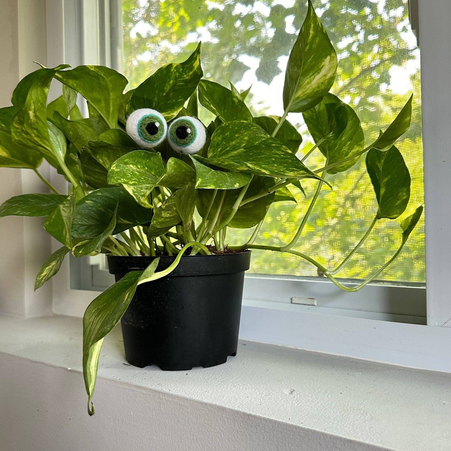 Felted Plant Eyeballs