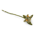 Mint Green Flowers on Branch