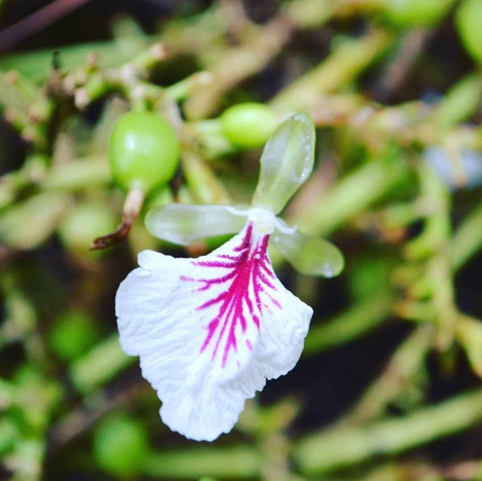 Cloud Forest Cardamom (Ground Pods) - Single Origin Spice