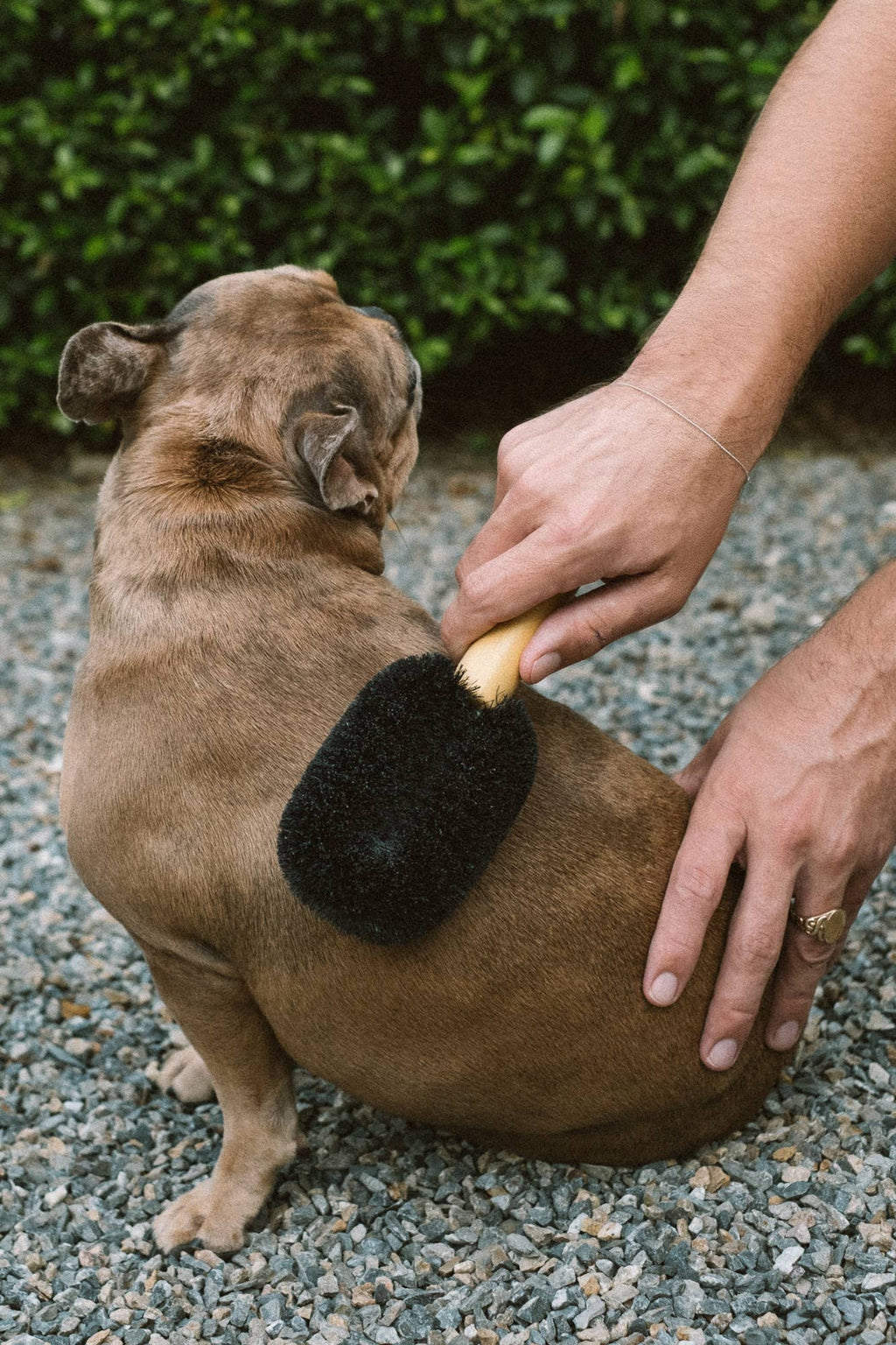 Wash & Groom Pet Brush