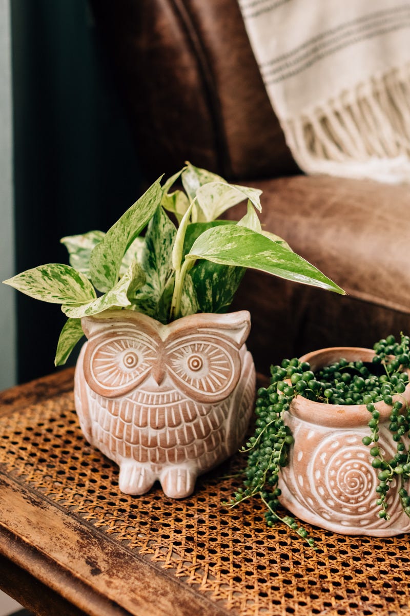 Planter owl terra cotta 7Lx5Wx6H white wash